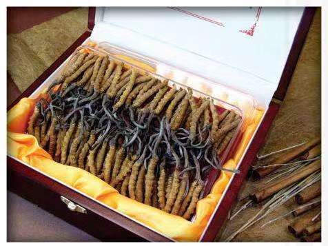 广昌冬虫夏草回收